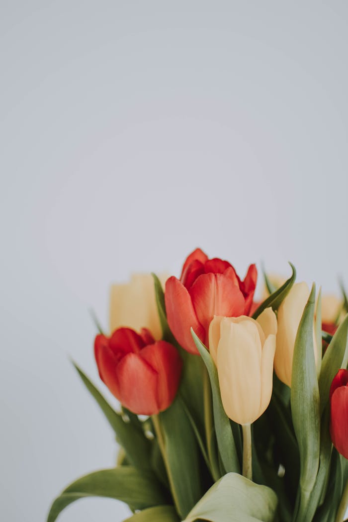 Beautiful arrangement of red and yellow tulips on a soft background, perfect for spring themes.
