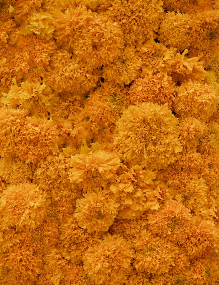 A vibrant display of cempasuchil flowers showcasing their rich orange hues, perfect for seasonal and festive themes.