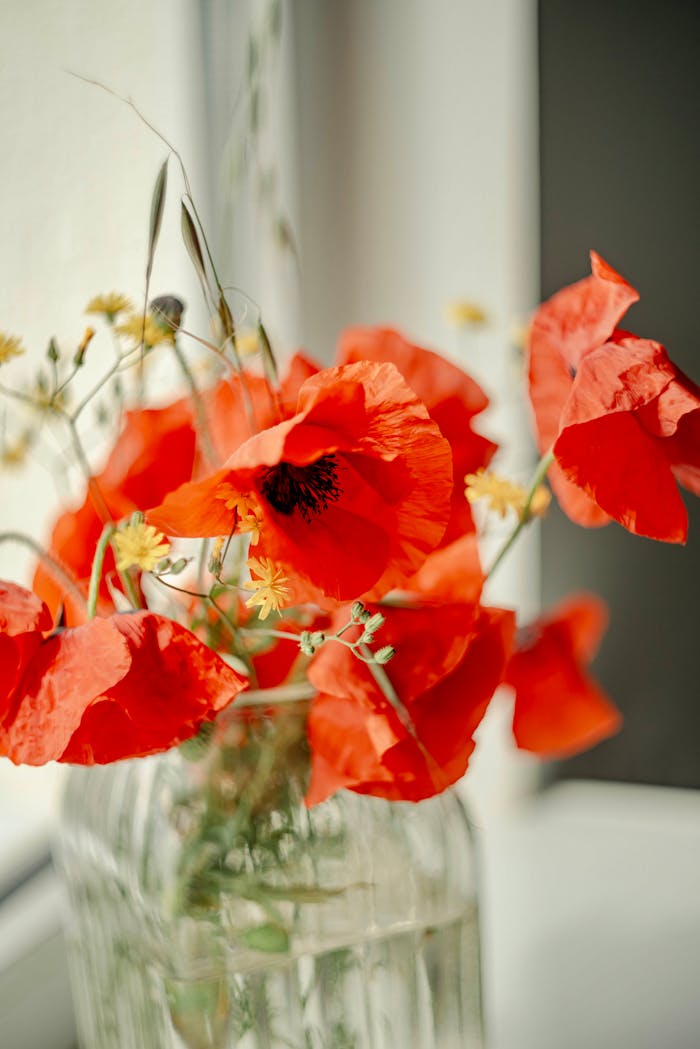 Bright and vivid red poppies artistically arranged in a clear glass vase by the window.