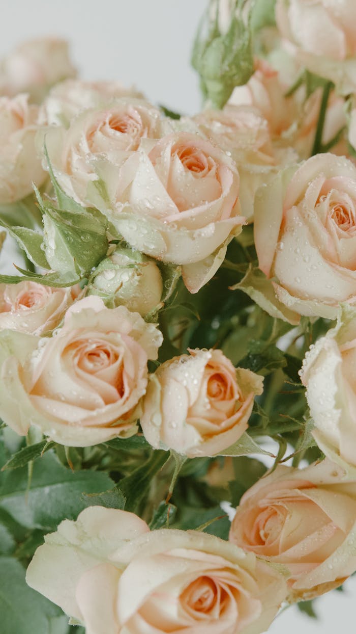 Close-up of fresh peach roses with delicate dew drops, showcasing natural beauty.